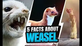 WEASEL WONDERS: 5 FASCINATING FACTS ABOUT THESE MISCHIEVOUS MUSTELIDS