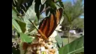 Faetusa (Dryadula phaetusa) libando en flores de n&iacute;spero, Parque El Aromito, Federaci&oacute;n. 2