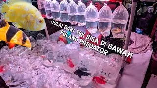 REVIEW IKAN PREDATOR SSB. SB KING. TANKMATE. DI PASAR IKAN HIAS JATINEGARA 