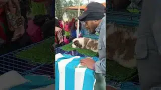 Serampore Dog Market ❤️🔥 Saint Bernard Puppy 🤍😍