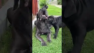 Слон и Моська 🤣 #канекорсо #canecorso #puppy #mastiff