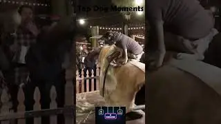 Top Dog Moments Compilation 🐶 | Try Not to Laugh!#shorts #viral #trending