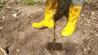 210422112 yellow Hunters walking in forest cleaning in a puddle sunny day