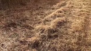 DELAWARE RABBIT DOG HUNTING DEC 26 2024