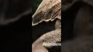 El pollito brutal #animales