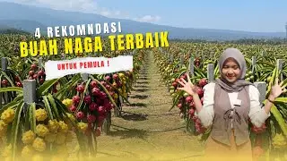 4 Bibit Buah Naga Terbaik untuk Pemula | Mudah Tumbuh, Cepat Panen, & Rasanya Juara !