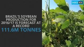 Global Soybean Market
