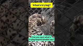 leopard trying something can you know? #animal #leopard #animalcath #animalshorts #uk #usa #viral