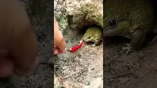 frog 🐸 Attack in chili #frog #frogs #frogattack