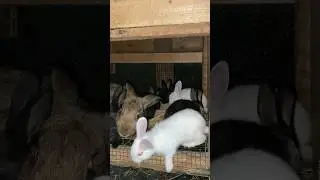 Most productive bunny 😍😍