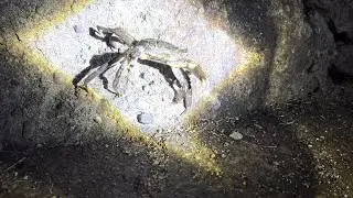 How we catch crab (Japanese mitten crab)