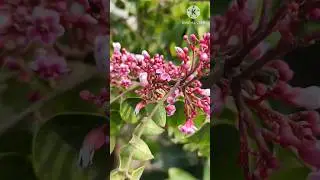 Star Fruit Flower To Fruit #short #viral #star fruit