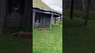 Abandoned Viking Village In Iceland 🇮🇸