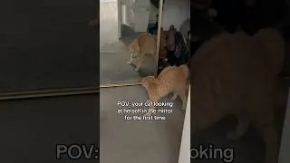 Cat sees herself in the mirror for the FIRST TIME!