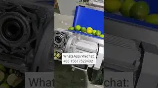 Fruit And Vegetable Half Cutting Machine 800kg Per Hour Eggplant Papaya Chili Half Splitting Device