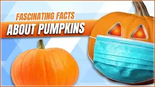 Facts about PUMPKINS that You Didn&rsquo;t Know