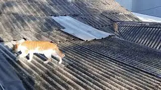 Duo oyens di atap di pagi yang cerah 