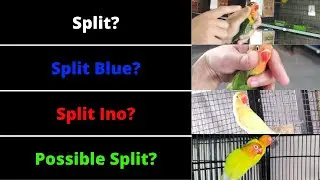 What is Split, Split Blue, Split Ino, Possible Split in Lovebirds? | HWI Aviary | Urdu/Hindi.