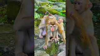 🐒🍃 The Essence of Wild Grace Captured in a Single Frame 🌞💚