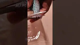 Vastu Fish Tail Cutting Treatment | Flowerhorn Tail Cutting Treatment (no harm for video purpose)