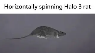 Horizontally spinning Halo 3 rat