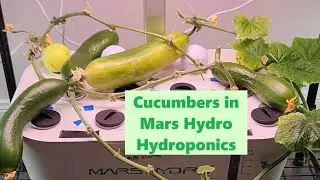 Grow Cucumbers in Mars Hydro Hydroponics System | MarsHydro | Iznik