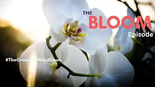 BLOOM |  The Grown Up Wind Down &mdash; soothing audio-visuals for rest & sleep