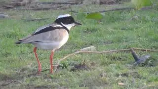 Mexeriqueira - Vanellus cayanus - Pied Lapwing