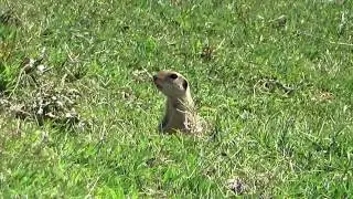 European Ground Squirrel - Romania