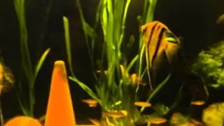 Pterophyllum sp. Jatapu