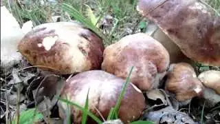 Boletus Edulis octubre [quercus pyrenaica] la jefa y sus setales!