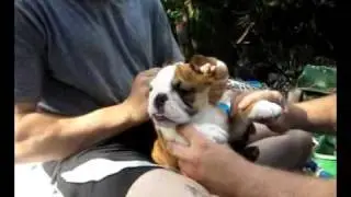 Gear bangin bulldog