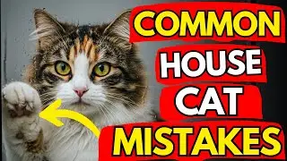 If You Have An INDOOR Cat, Never Do THIS! | Cat Flix