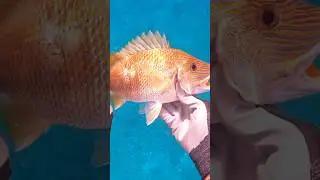 massive white grunt!!😳😳￼                   #fishing #spearfish #spearfishing #fish #ocean