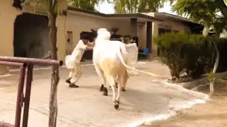 Desi Bull ki Video | Big Dhani Bull | Mandi ka Janwar | Bachre ki Video | #cattle #big #bigbull