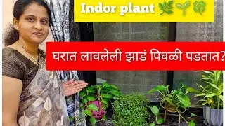 बागकामातला अवघड विषय 🌱🌿🍀indor plant काय काळजी घ्यायची 🙏