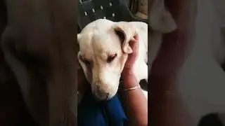 #viral #labrador #dog #shortsyoutube #cute relaxing