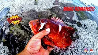 Shore FISHING for RED ROMANS