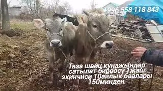 Таза швиц кунажындар сатылат бирөөсү 1жаш экинчиси 10айлык баалары 150минден.