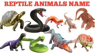  CRAWLING ANIMALS NAME | ENGLISH VOCABULARY| KIDS LEARNING #english 