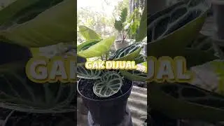 Tanaman dorayaki termangkok yang pernah ada🔥😱 #anthurium #anthuriumdorayaki #ornamentalplant