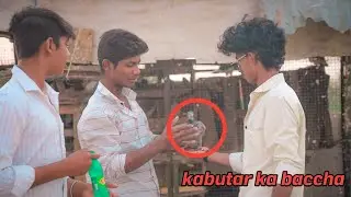 🪽Mere Ghar k kabootar ki Brriding progress 🤩||My Pigeans 🕊️ Brriding progress|| Madi K 3 || 3 Ande 😲