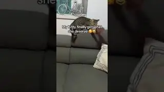 Amazing Pet Gift