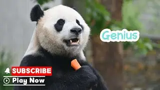 【Life Of Returnee Pandas】Episode 41 Xiao Qi Ji, The Adorable Little Genius |  iPanda