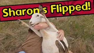 Rotationally Moving Sheep and Flipping Over Sharon