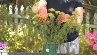 How to Prune a Yarrow Plant : Garden Space