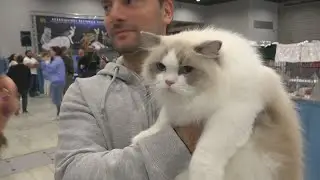 Mostra felina, campioni in primo piano