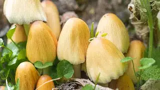 Собирательство и приготовление пищи слюдяными колпачками (Coprinellus micaceus)
