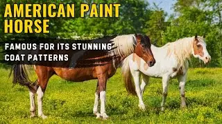 All About American Paint Horses - How They Became Icons of the American West