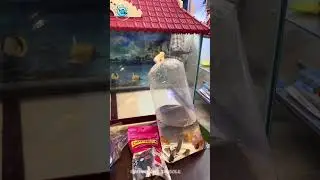 CHINTHALAPUDI VENKATESWARULU PET MART 